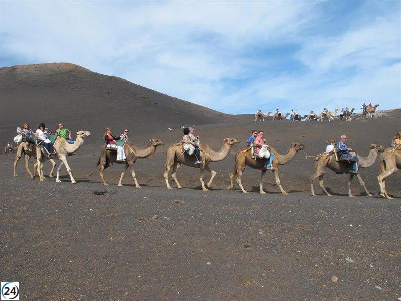 La Fundación Franz Weber insta al Gobierno español a prohibir los paseos en dromedario en Canarias.