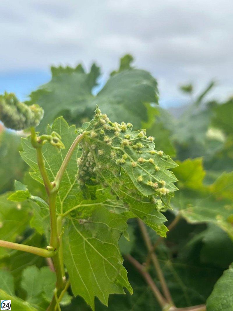Canarias impone veto a la importación de uva para salvaguardar su viticultura de la filoxera.