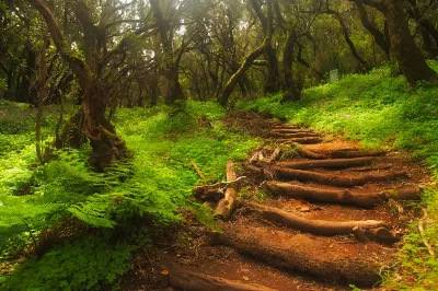 Senderismo en el Parque Nacional de Garajonay en La Gomera