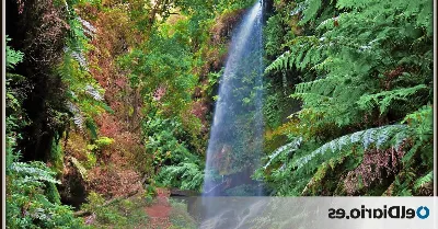 Caminando por el bosque de laurisilva en La Palma