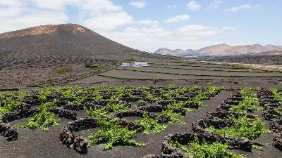 Descubre los vinos de la tierra de los volcanes
