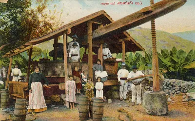 La historia del vino en las Islas Canarias