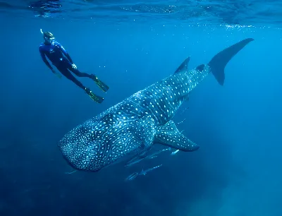 Submarinismo en las cuevas de El Hierro