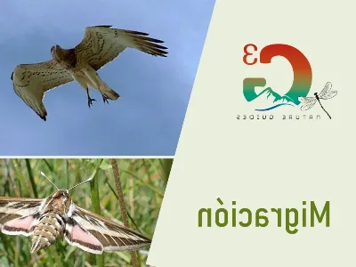 Las migraciones de animales gracias al clima subtropical en Canarias