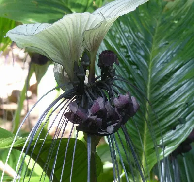 Las plantas y flores más comunes en el clima subtropical de Canarias