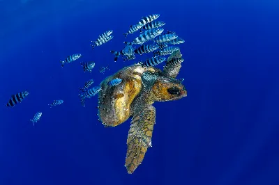 La biodiversidad marina de las Islas Canarias como destino turístico