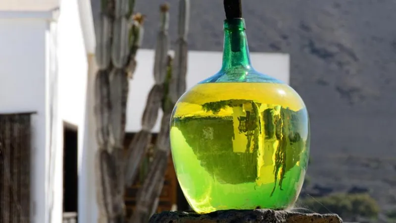 Los mejores viñedos de las Islas Canarias