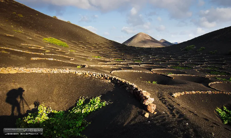 Las claves del éxito del vino canario en el mundo