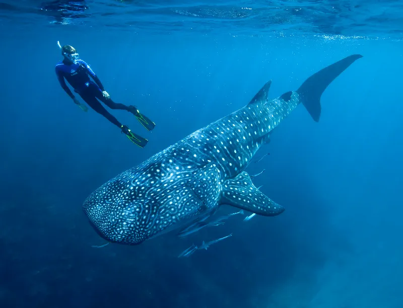 Submarinismo en las cuevas de El Hierro