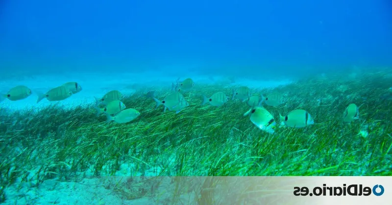 El clima subtropical en las Canarias y su relación con la biodiversidad