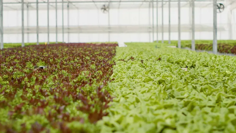 ¿Cómo afecta el clima subtropical a la agricultura y la gastronomía de Canarias?