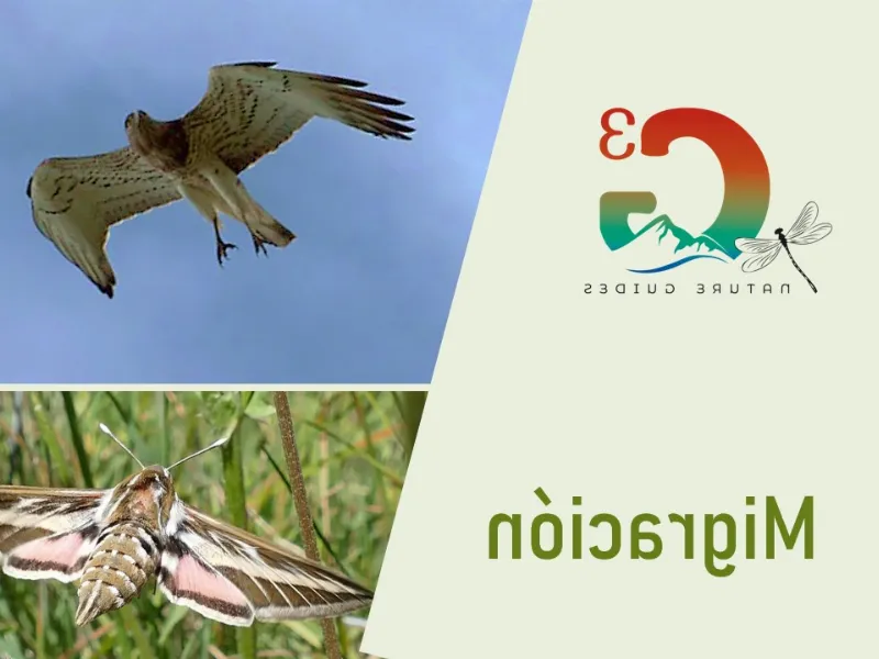 Las migraciones de animales gracias al clima subtropical en Canarias