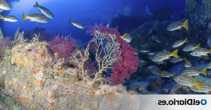 La biodiversidad marina de Canarias es impresionante, ¡descubre todo lo que esta región tiene para ofrecer!