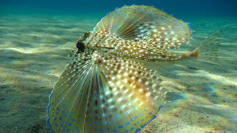 La belleza singular de las criaturas marinas de Canarias