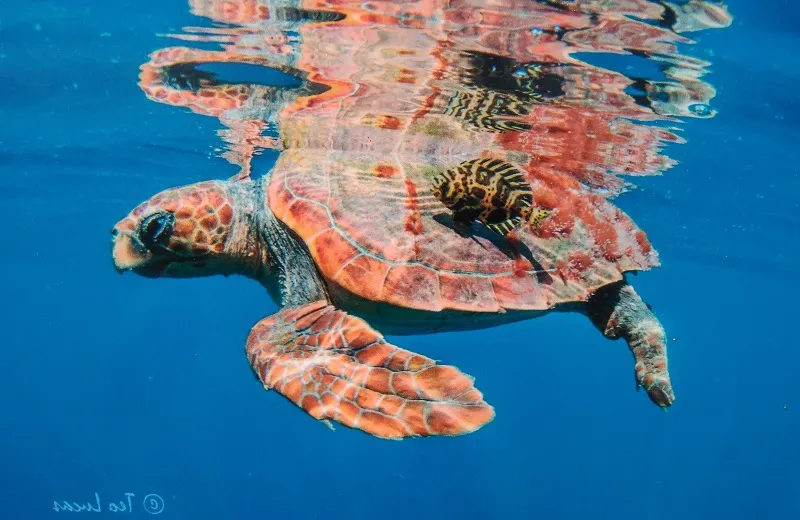 Conoce las especies de tortugas marinas que habitan en Canarias
