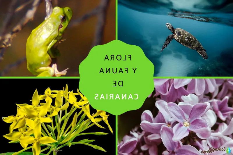 Aprendiendo sobre la flora marina única de Canarias