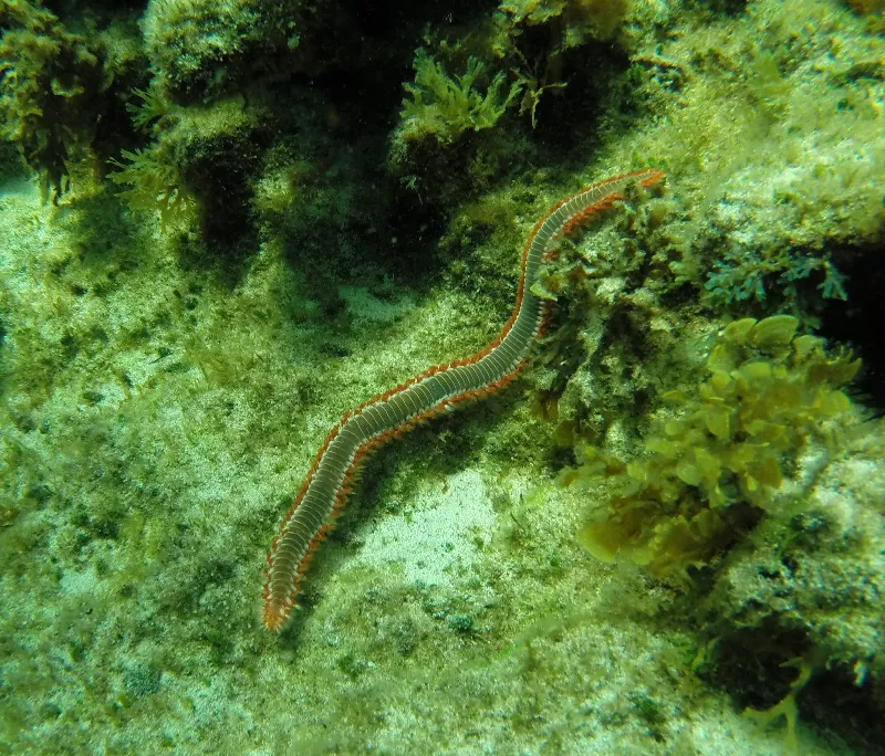 La importancia de la biodiversidad marina para el ecosistema de Canarias