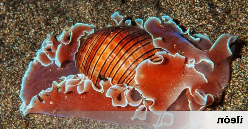 Los curiosos invertebrados marinos de Canarias