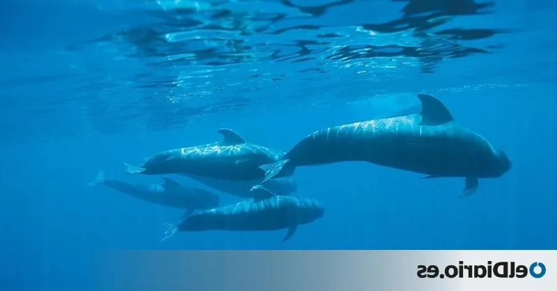 La protección de la biodiversidad marina en Canarias