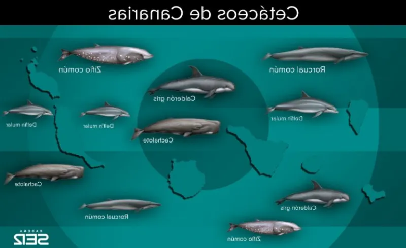 Conoce las especies de ballenas y delfines que habitan en las aguas de Canarias