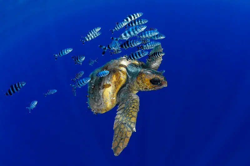La biodiversidad marina de las Islas Canarias como destino turístico