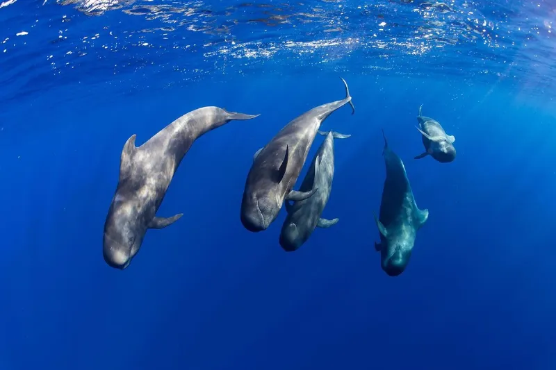 Los misterios de la biodiversidad marina de las Islas Canarias